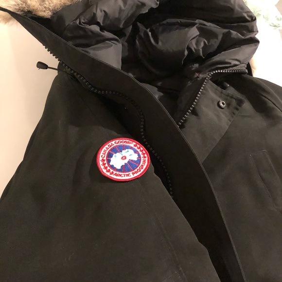 Canada goose - Picture 3 of 4